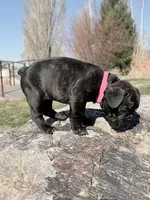 Marie, a female French Bulldog for sale in Delta, UT – Photo 1 of 3