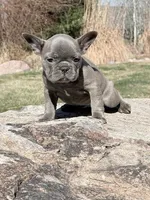 Eleanor, a female French Bulldog for sale in Delta, UT – Photo 2 of 3