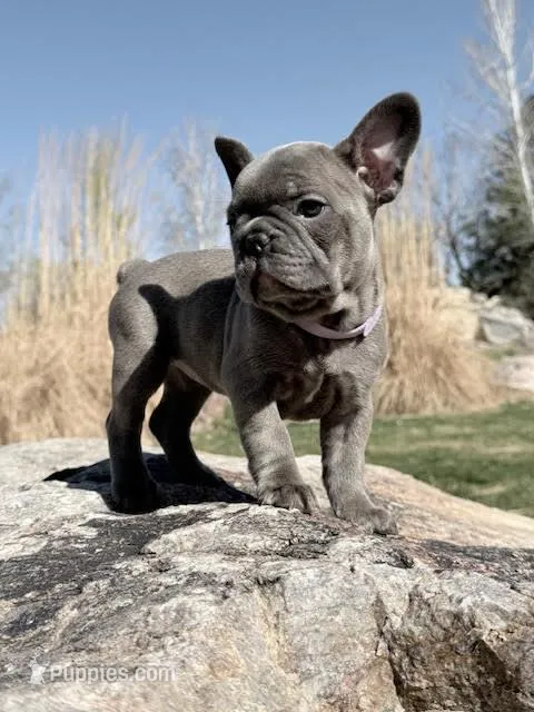 Eleanor – French Bulldog puppy for sale in Delta, UT