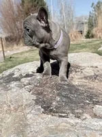 Eleanor, a female French Bulldog for sale in Delta, UT – Photo 3 of 3