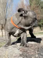 Francis, a male French Bulldog for sale in Delta, UT – Photo 3 of 3