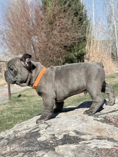 Francis – French Bulldog puppy for sale in Delta, UT