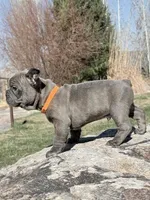 Francis, a male French Bulldog for sale in Delta, UT – Photo 1 of 3