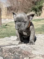 Francis, a male French Bulldog for sale in Delta, UT – Photo 2 of 3