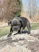 Charles, a male French Bulldog for sale in Delta, UT – Photo 3 of 3