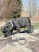 Charles, a male French Bulldog for sale in Delta, UT – Photo 2 of 3