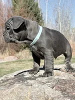 Charles, a male French Bulldog for sale in Delta, UT – Photo 1 of 3
