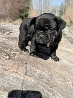 Philip, a male French Bulldog for sale in Delta, UT – Photo 2 of 3