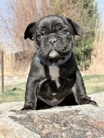 Philip, a male French Bulldog for sale in Delta, UT – Photo 1 of 3