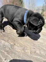 Philip, a male French Bulldog for sale in Delta, UT – Photo 3 of 3