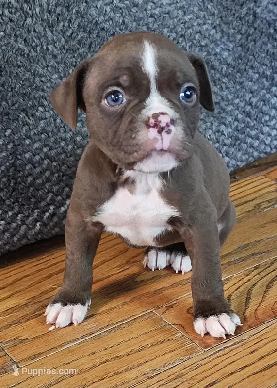 Fiona pups – Olde English Bulldogge puppy for sale in Athens, AL