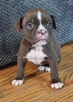 Fiona pups, a female Olde English Bulldogge for sale in Athens, AL – Photo 1 of 7