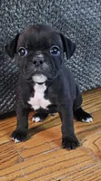 Fiona pups, a female Olde English Bulldogge for sale in Athens, AL – Photo 3 of 7