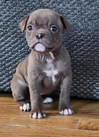 Fiona pups, a female Olde English Bulldogge for sale in Athens, AL – Photo 7 of 7
