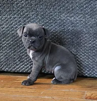 Fiona pups, a female Olde English Bulldogge for sale in Athens, AL – Photo 5 of 7