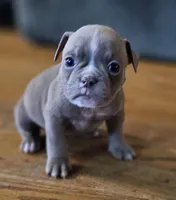 Fiona pups, a female Olde English Bulldogge for sale in Athens, AL – Photo 4 of 7