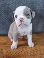 Fiona pups, a female Olde English Bulldogge for sale in Athens, AL – Photo 6 of 7