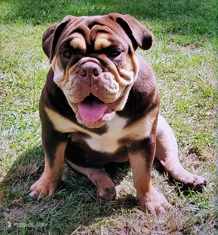 Reese, a female English Bulldog for sale in Gloster, MS – Photo 1 of 1
