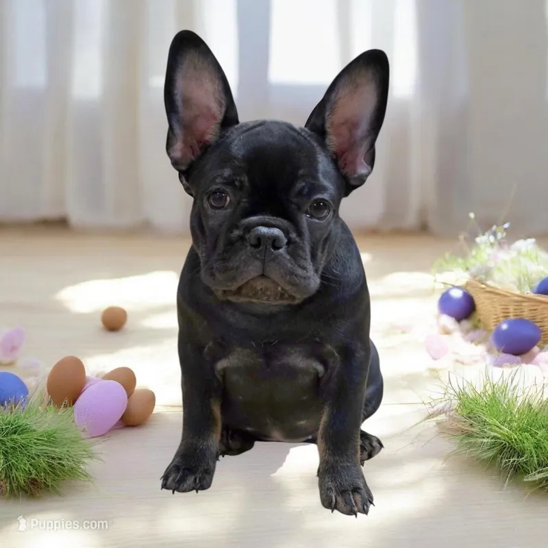Hazel's 1 – French Bulldog puppy for sale in Gloster, MS