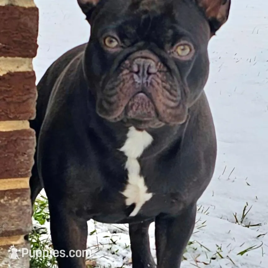 Hazel's 1, a female French Bulldog for sale in Gloster, MS – Photo 6 of 6