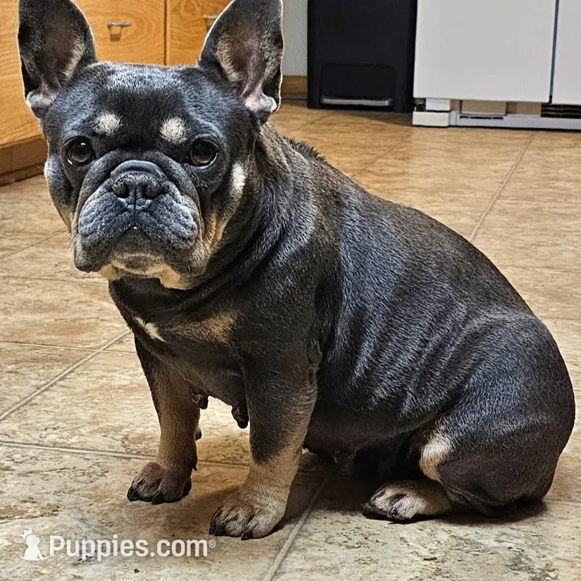 Hazel's 1, a female French Bulldog for sale in Gloster, MS – Photo 5 of 6