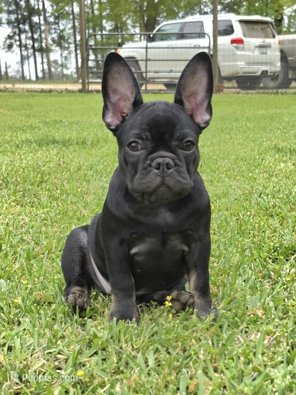 Hazel's 1 – French Bulldog puppy for sale in Gloster, MS