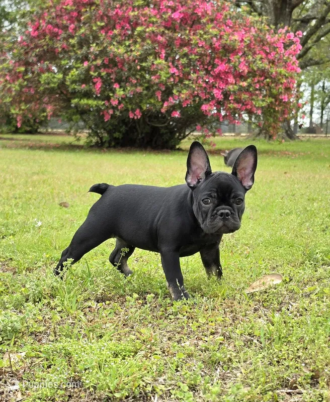 Hazel's 1 – French Bulldog puppy for sale in Gloster, MS