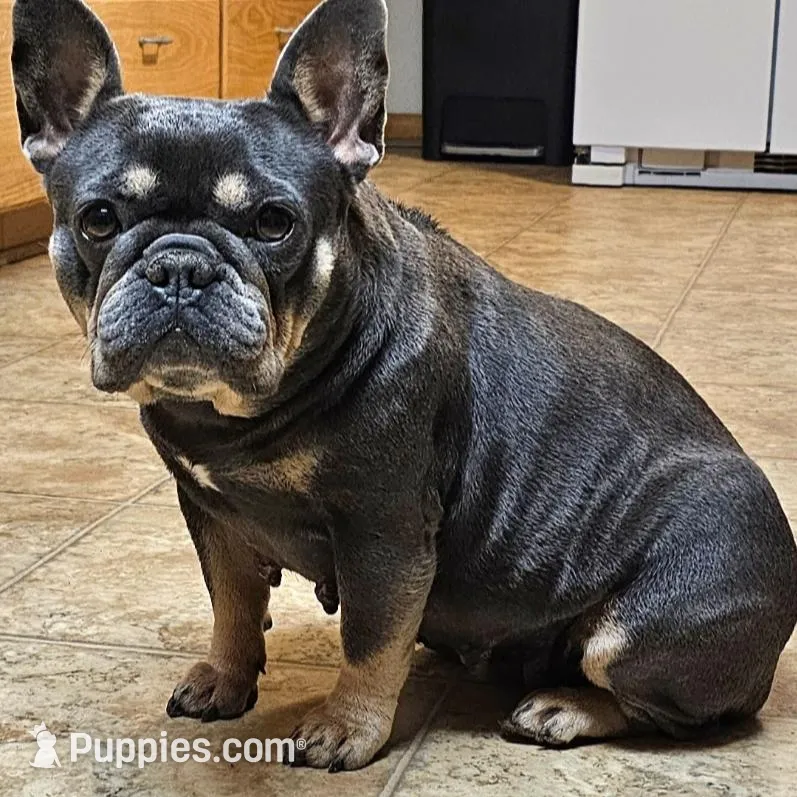 Hazel, a female French Bulldog for sale in Gloster, MS – Photo 1 of 1