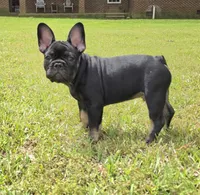 Hazel's 4, a male French Bulldog for sale in Gloster, MS – Photo 1 of 6
