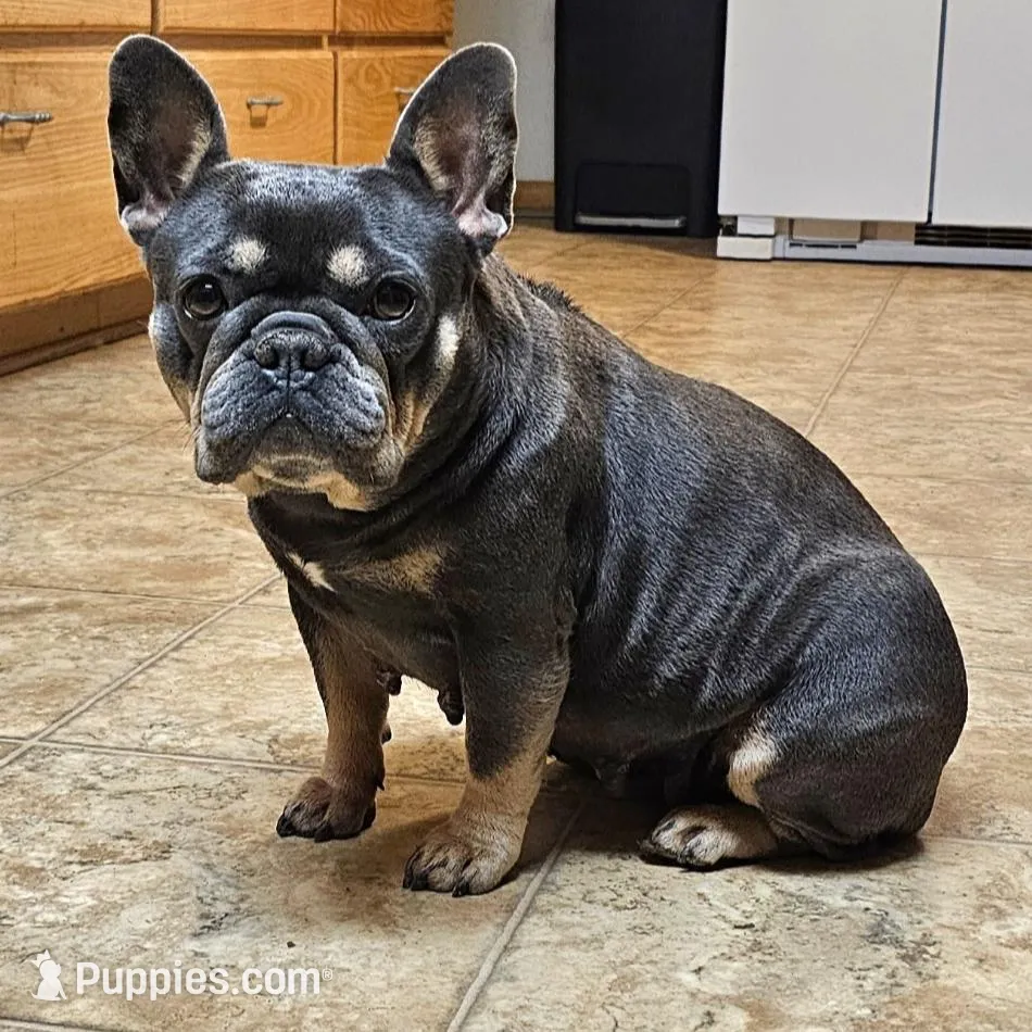 Hazel's 4, a male French Bulldog for sale in Gloster, MS – Photo 6 of 6