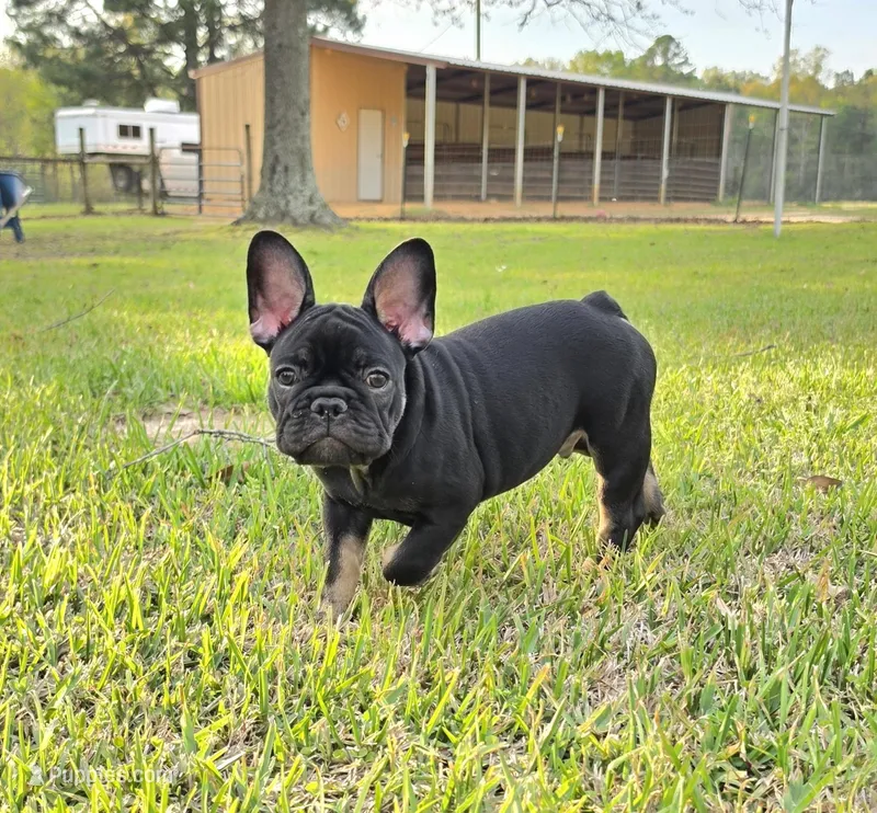 Hazel's 4 – French Bulldog puppy for sale in Gloster, MS