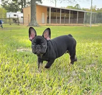 Hazel's 4, a male French Bulldog for sale in Gloster, MS – Photo 2 of 6