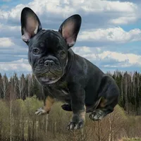 Hazel's 4, a male French Bulldog for sale in Gloster, MS – Photo 4 of 6