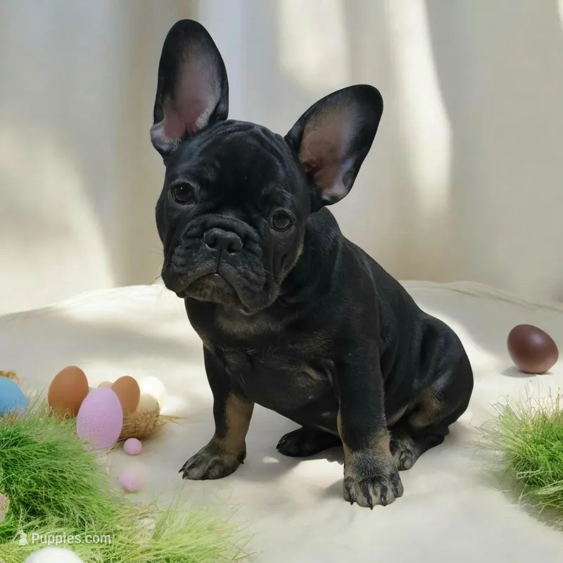 Hazel's 4 – French Bulldog puppy for sale in Gloster, MS