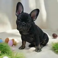 Hazel's 4, a male French Bulldog for sale in Gloster, MS – Photo 3 of 6