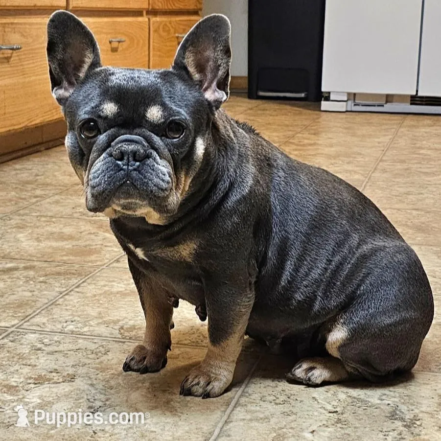 Hazel's 3, a male French Bulldog for sale in Gloster, MS – Photo 5 of 6