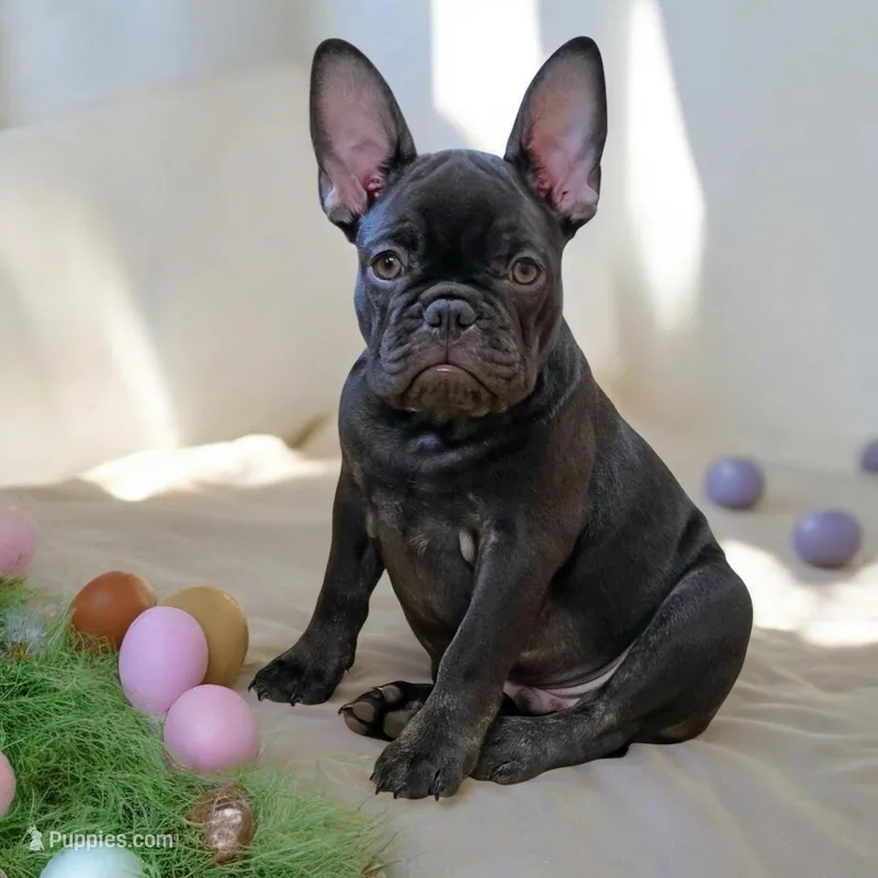 Hazel's 3 – French Bulldog puppy for sale in Gloster, MS