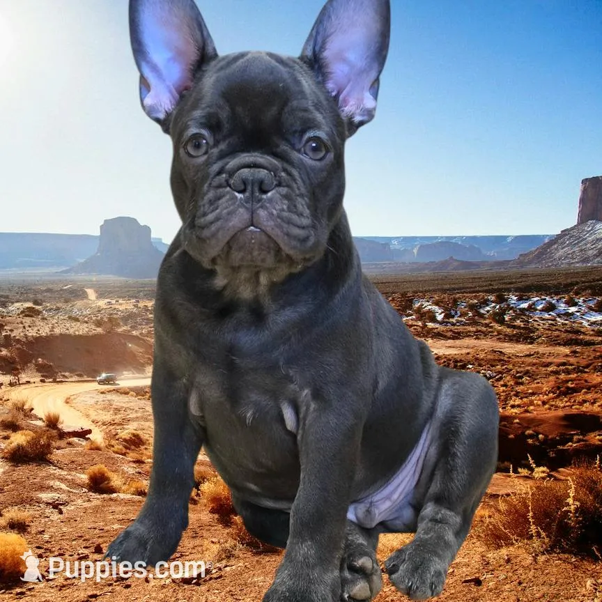 Hazel's 3 – French Bulldog puppy for sale in Gloster, MS