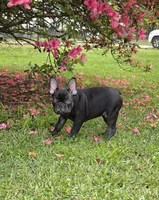 Hazel's 3, a male French Bulldog for sale in Gloster, MS – Photo 2 of 6