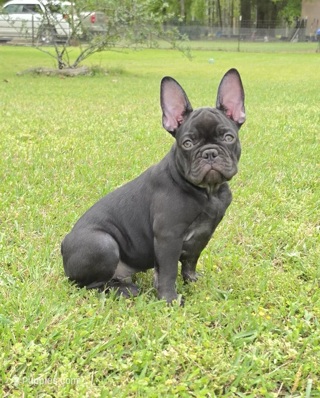 Hazel's 3 – French Bulldog puppy for sale in Gloster, MS