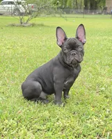 Hazel's 3, a male French Bulldog for sale in Gloster, MS – Photo 1 of 6