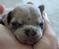Blue , a male French Bulldog for sale in Lebanon, KY – 5 of 5