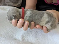 Blue , a male French Bulldog for sale in Lebanon, KY – 4 of 5