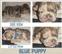 Blue , a male French Bulldog for sale in Lebanon, KY – 1 of 5