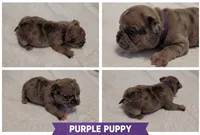 Blue , a male French Bulldog for sale in Lebanon, KY – 2 of 5