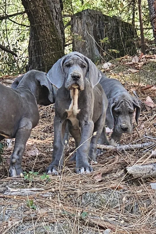 Binky – Great Dane puppy for sale in North San Juan, CA