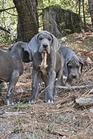 Binky, a female Great Dane for sale in North San Juan, CA – 1 of 2