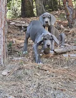 Binky, a female Great Dane for sale in North San Juan, CA – 2 of 2