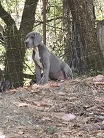 Blue, a male Great Dane for sale in North San Juan, CA – 2 of 2