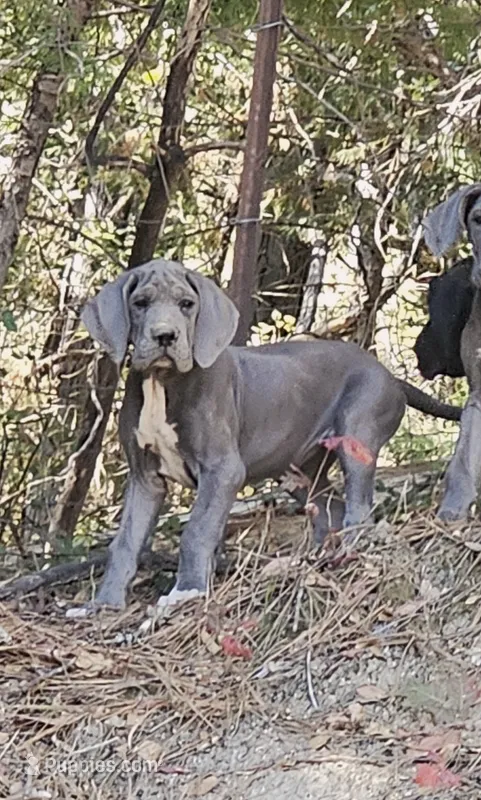 Blue – Great Dane puppy for sale in North San Juan, CA